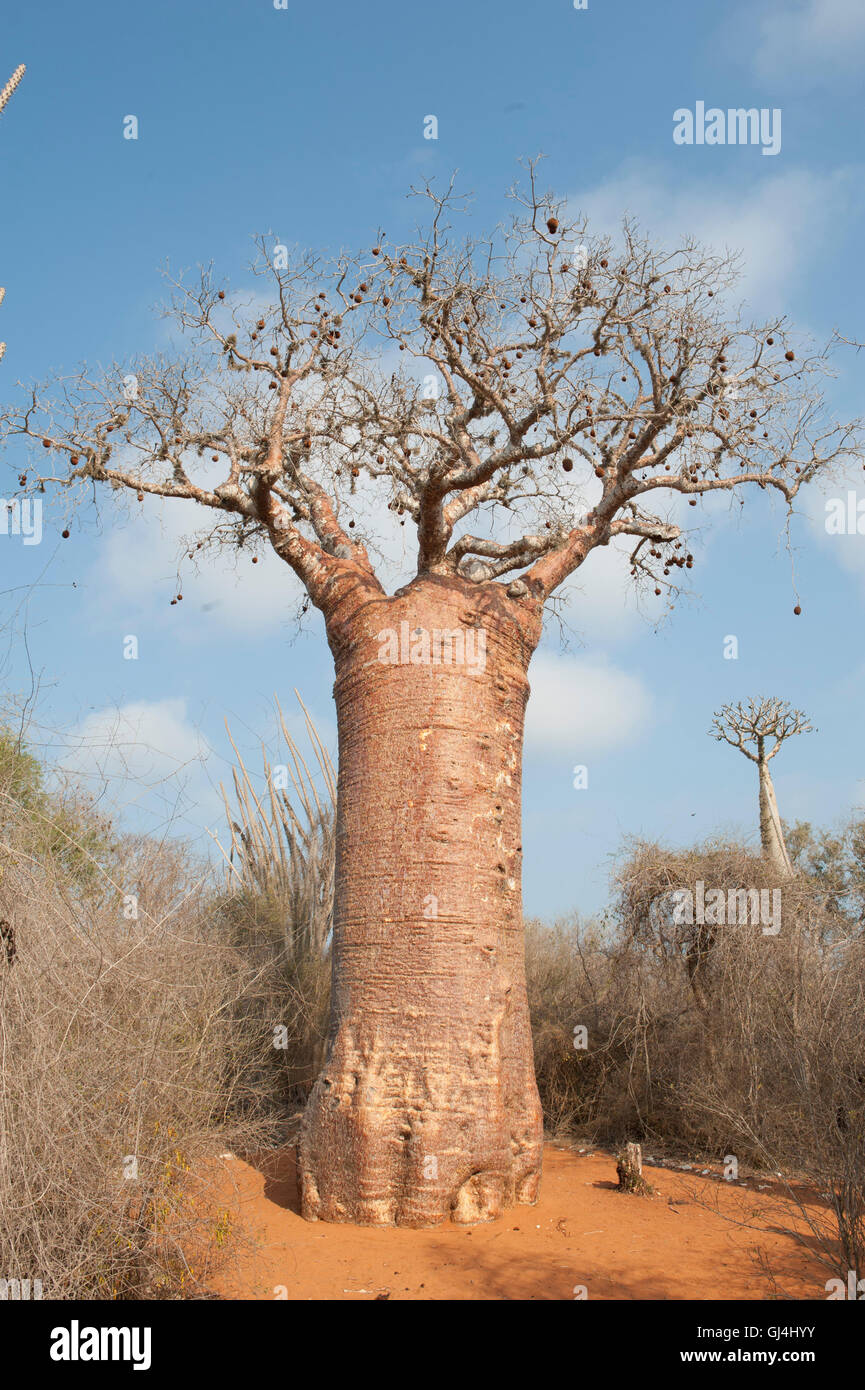 Fony Baobab Adansonia rubrostipa Madagascar Stock Photo