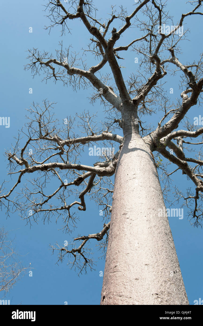 Baobab Tree Adansonia za Madagascar Stock Photo