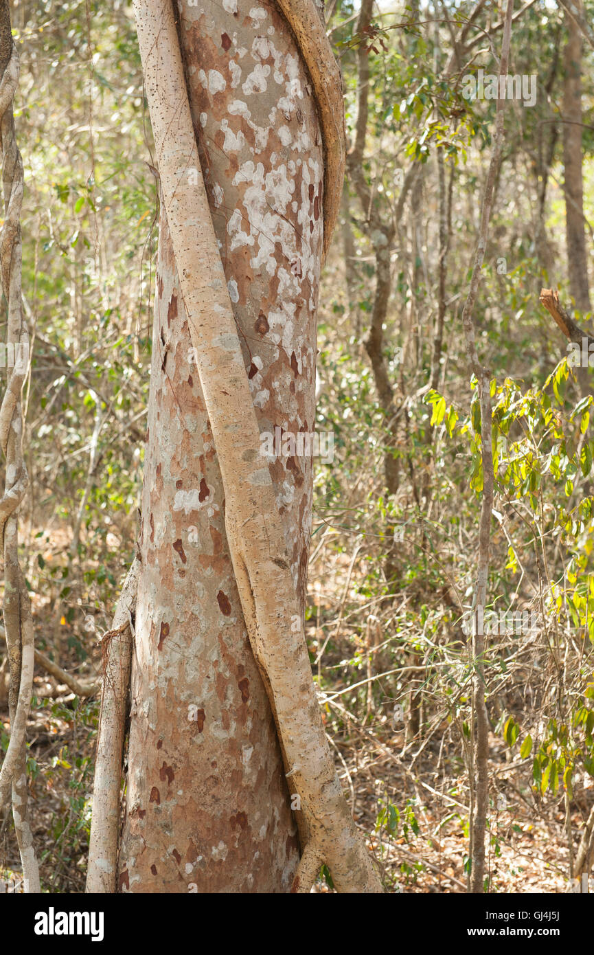 Strangler Fig Madagascar Stock Photo