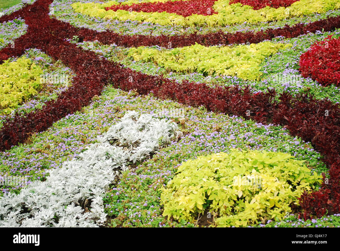 Flower Carpet Stock Photo