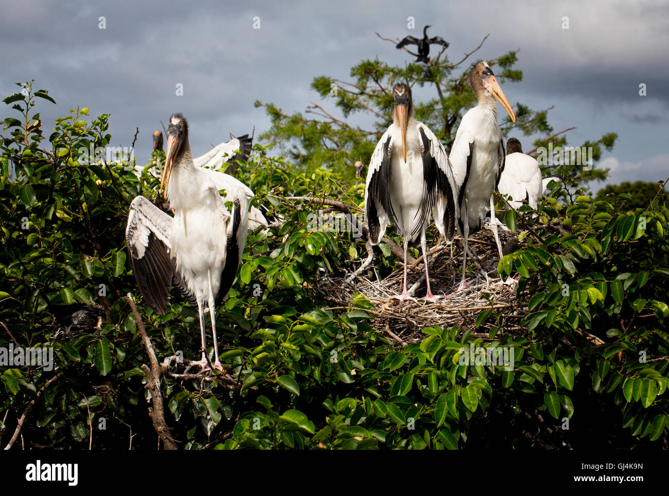 Juvenile, Fledgling Woodstorks stand patiently at their nest waiting for a meal flight from their parents.Not quite on their own Stock Photo