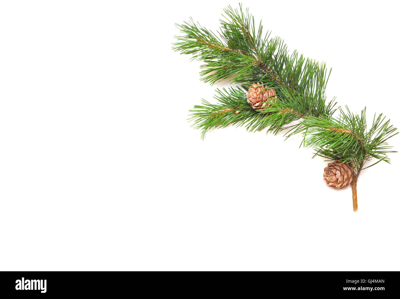 branch of pine with cones Stock Photo - Alamy