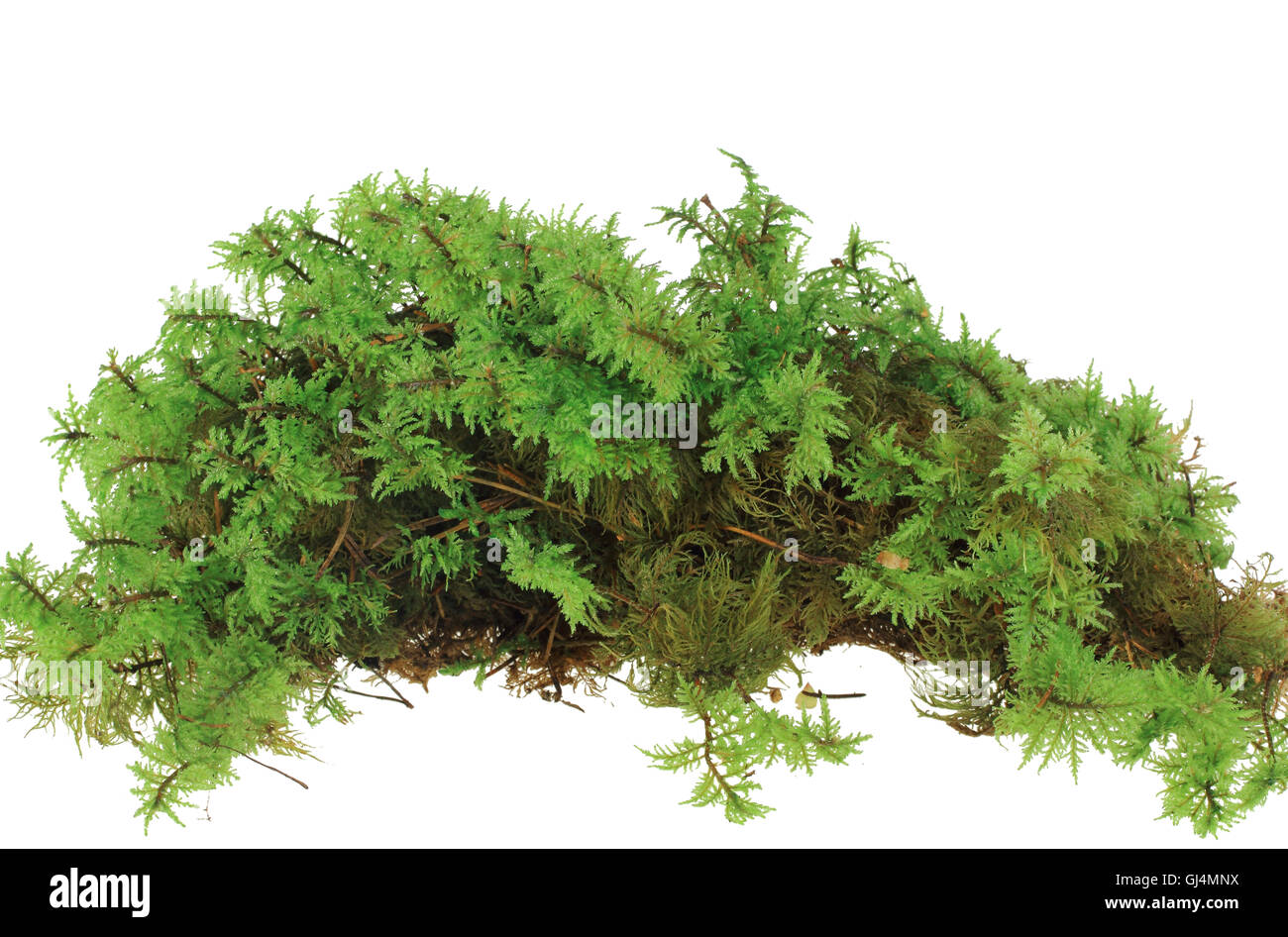 Heap of green moss Stock Photo Alamy