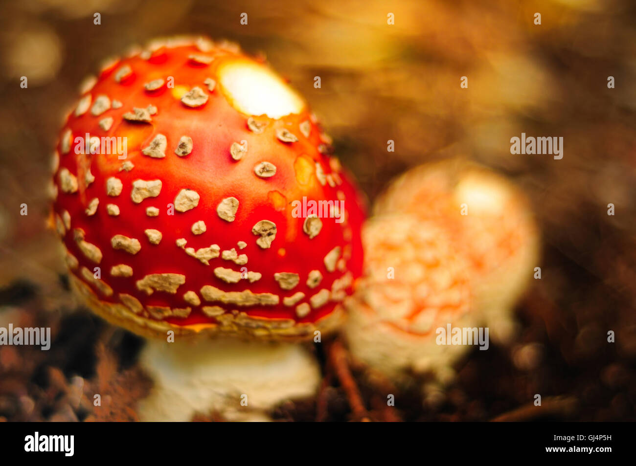 Beautiful ornamental mushroom Stock Photo Alamy