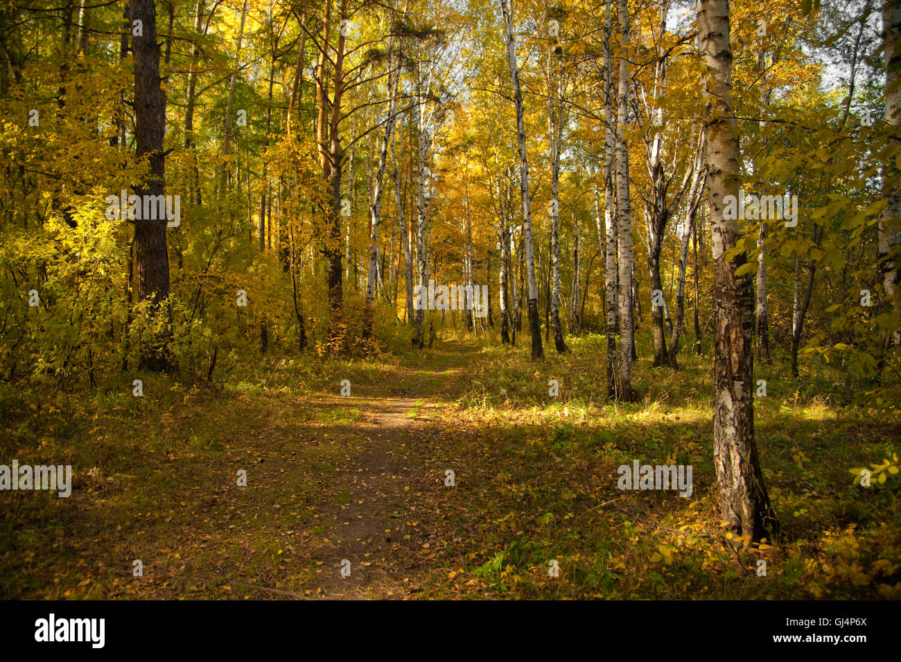 Path in autumn forest Stock Photo - Alamy