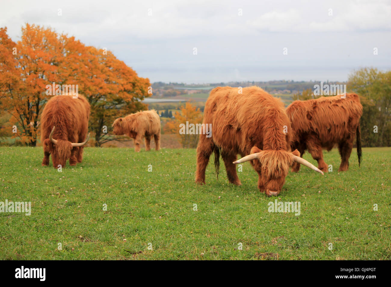 Herd of beautiful highland cows Stock Photo - Alamy