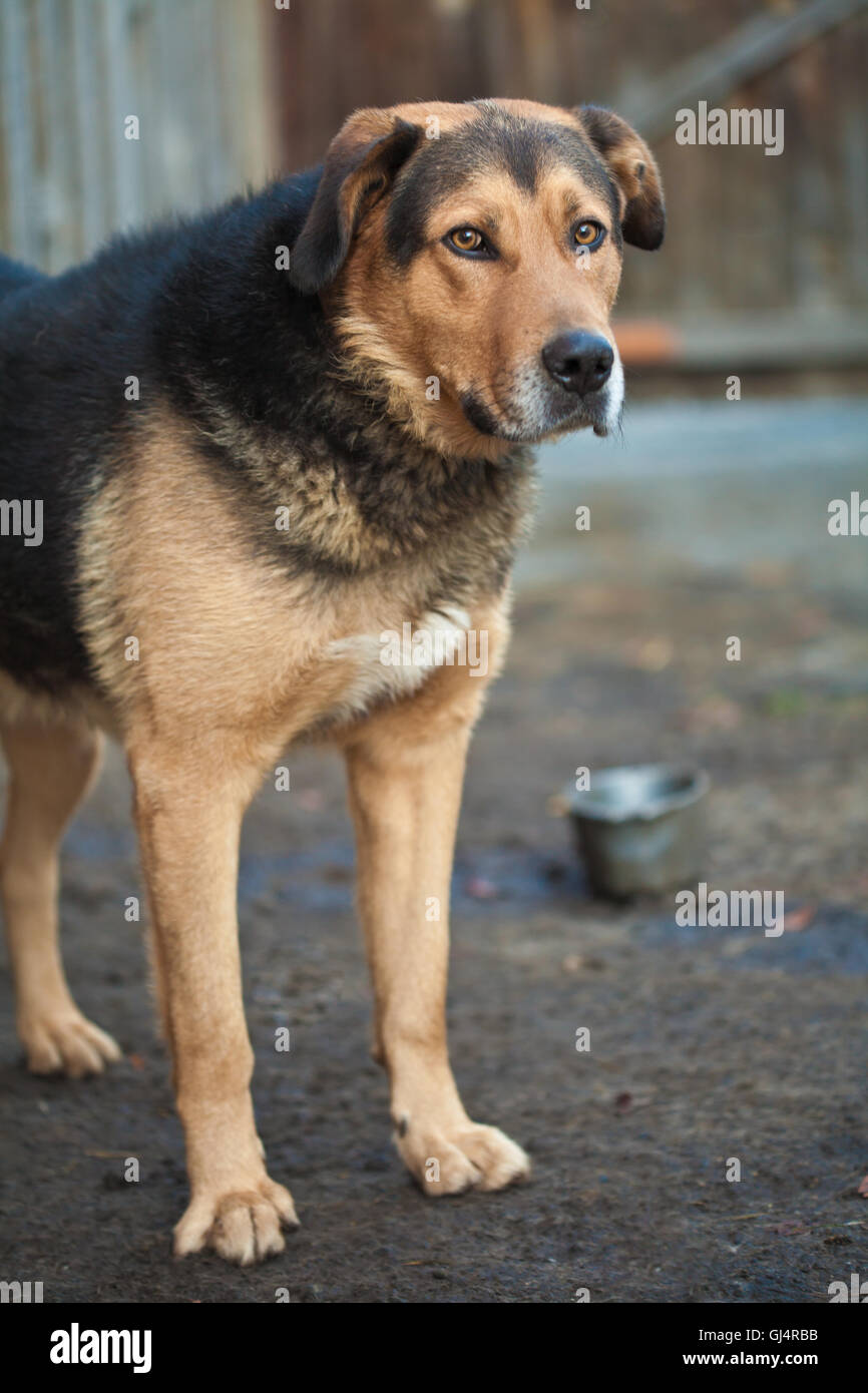Large guard dog Stock Photo
