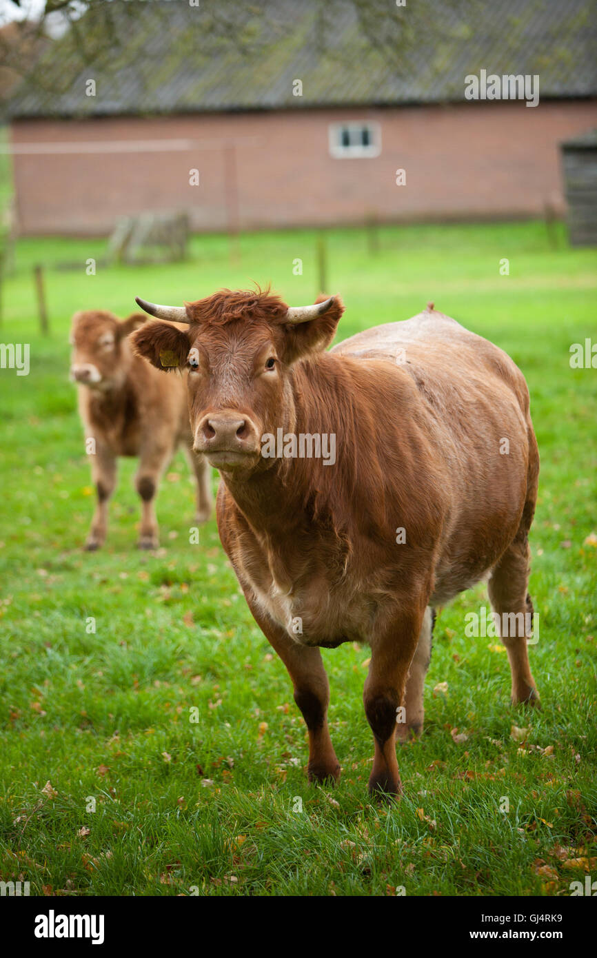 Cow and calf Stock Photo - Alamy