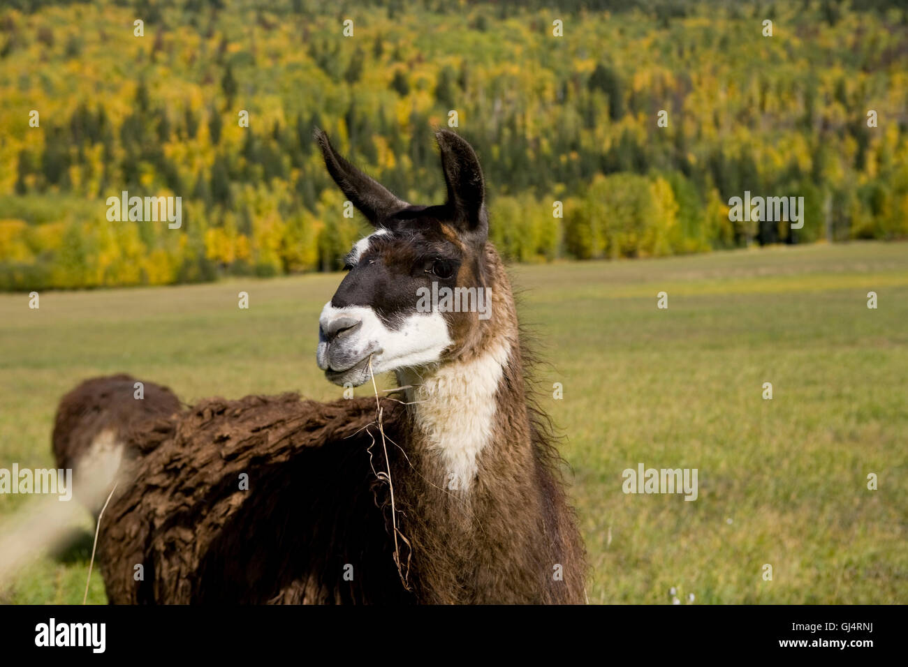 Llama eating grass Stock Photo