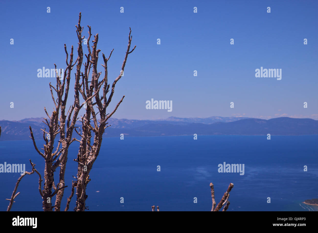 Lone Tree Top Lake Tahoe Stock Photo - Alamy