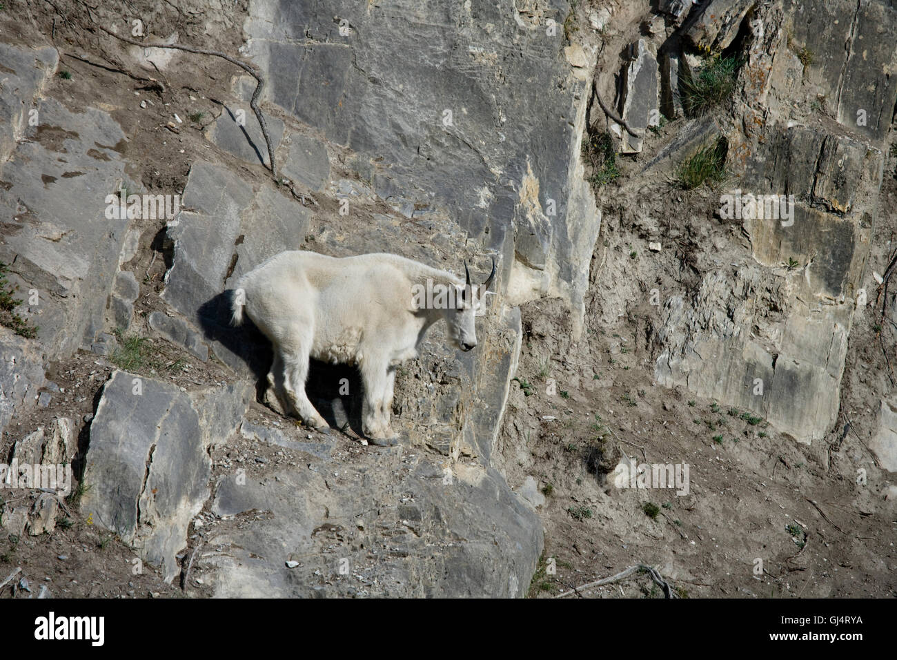 Billy Mountain Goat looking down from a cliff Stock Photo - Alamy