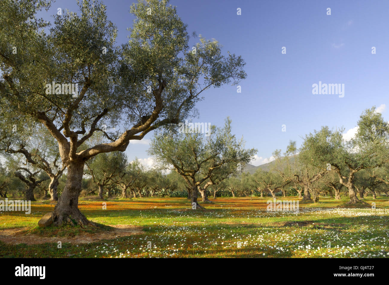 Olive tree field in Kalamata, Greece Stock Photo Alamy