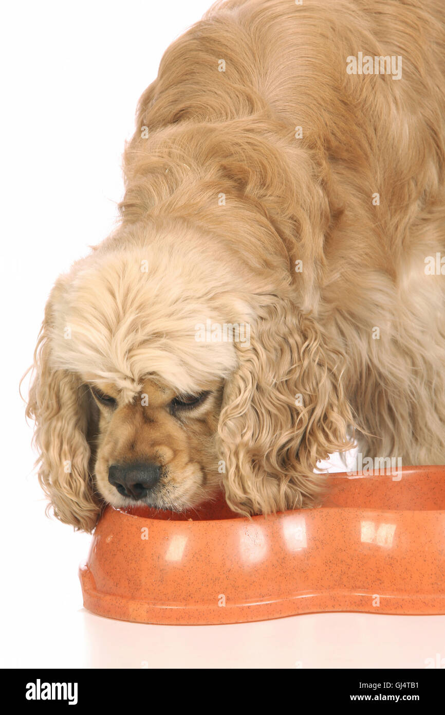 American Cocker Spaniel eating food Stock Photo Alamy