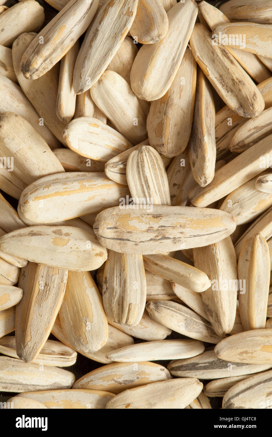 Sunflower squash hi-res stock photography and images - Alamy