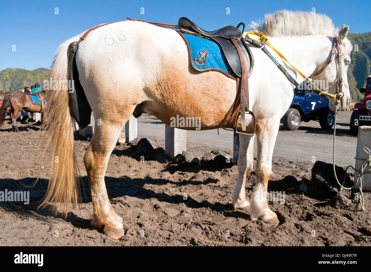 White and Orange Horse Stock Photo Alamy