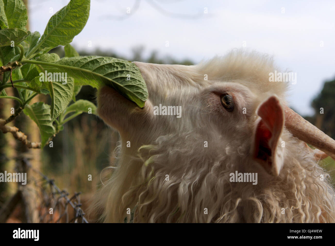 Goat eating left in Southern Turkey Stock Photo Alamy