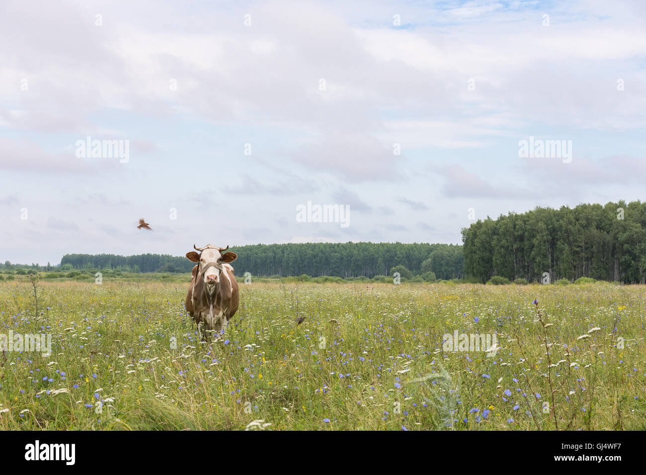 The photo shows a cow in a meadow Stock Photo - Alamy