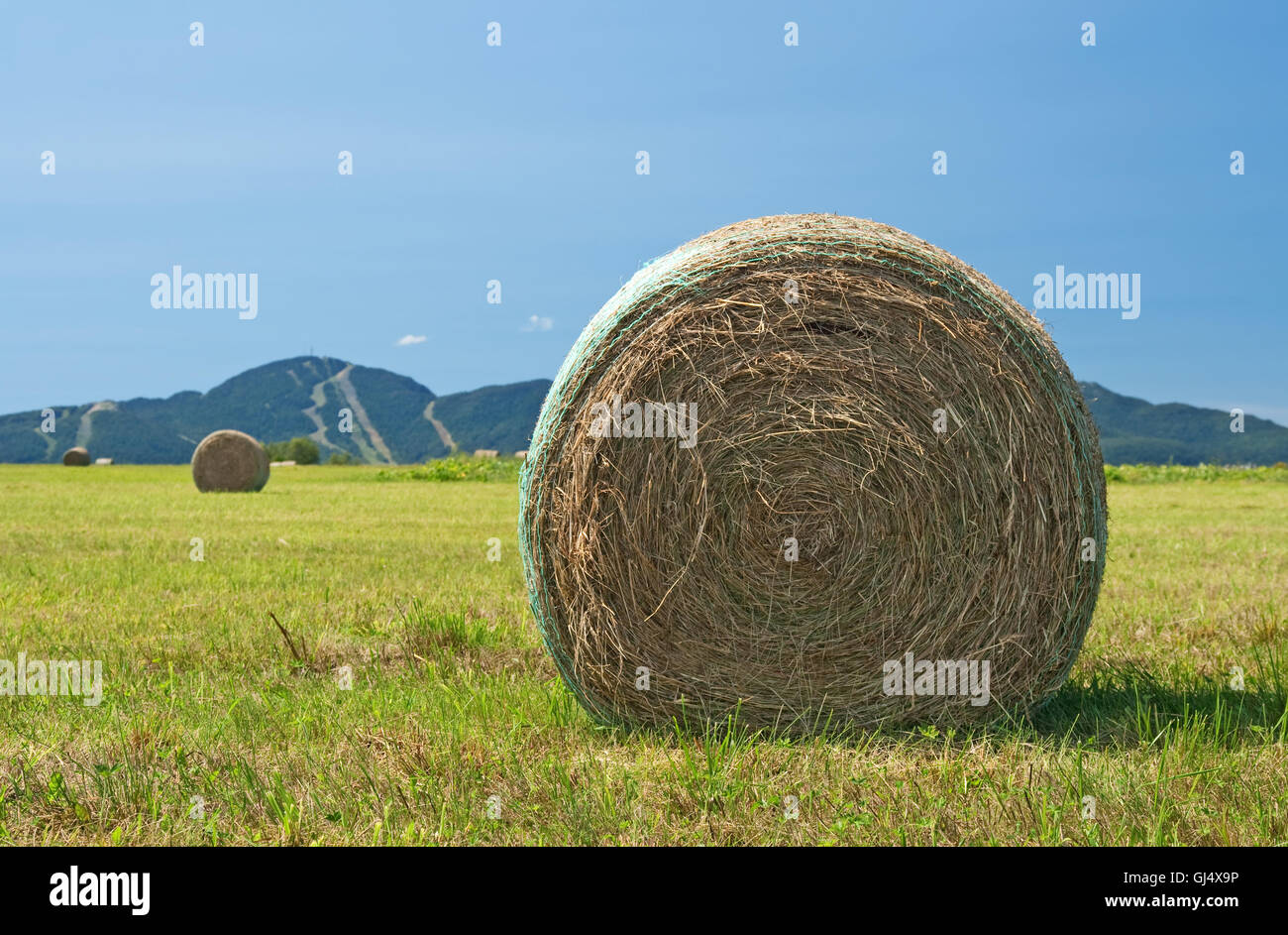 Bales of hay in the green field Stock Photo - Alamy