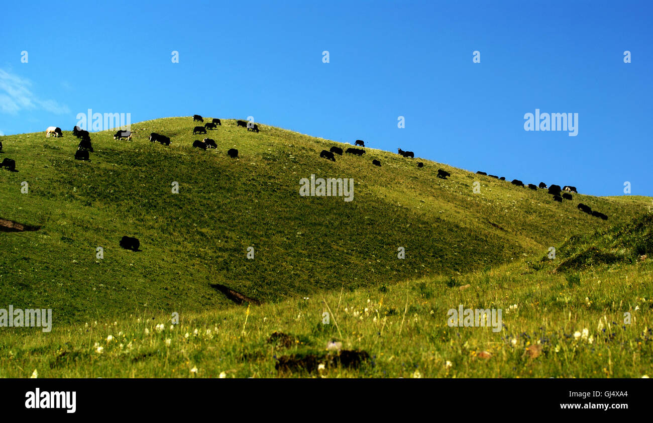 A herd of cattle in the meadow, summer landscape Stock Photo - Alamy