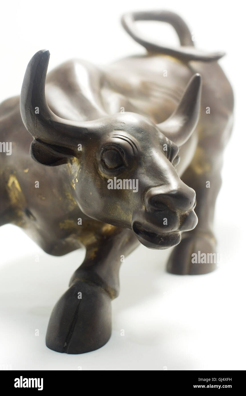 bull Stock Photo