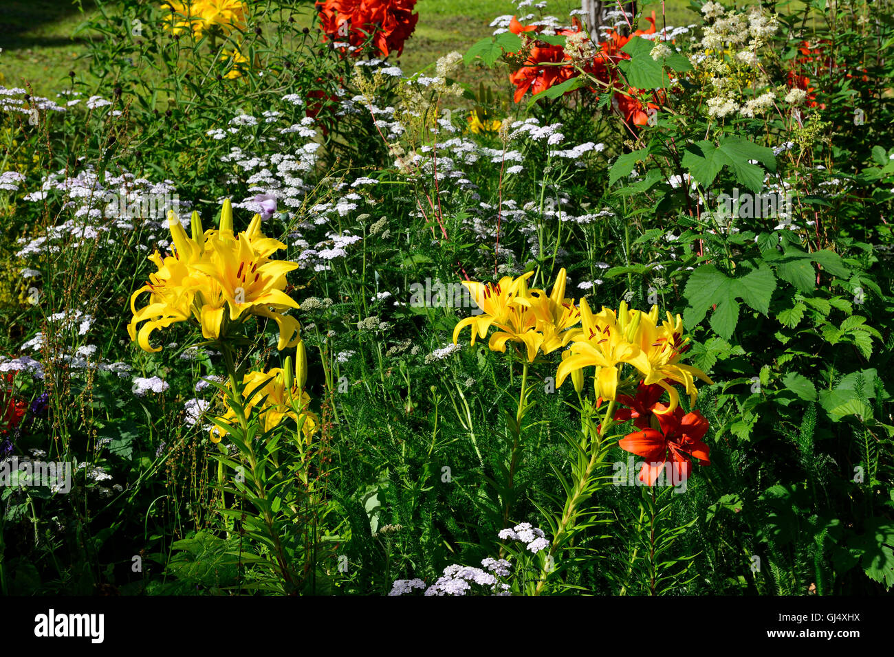 Wild flowers in Greyfriars Kirk, Candlemaker Row, Edinburgh, Scotland
