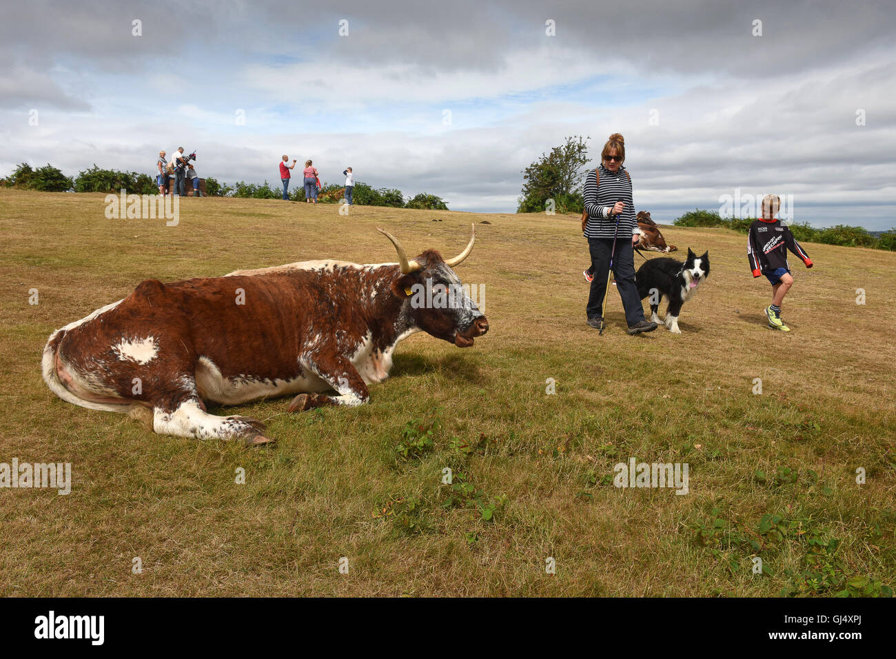 English Longhorn cattle grazing on Kinver Edge heathland in Staffordshire England Stock Photo