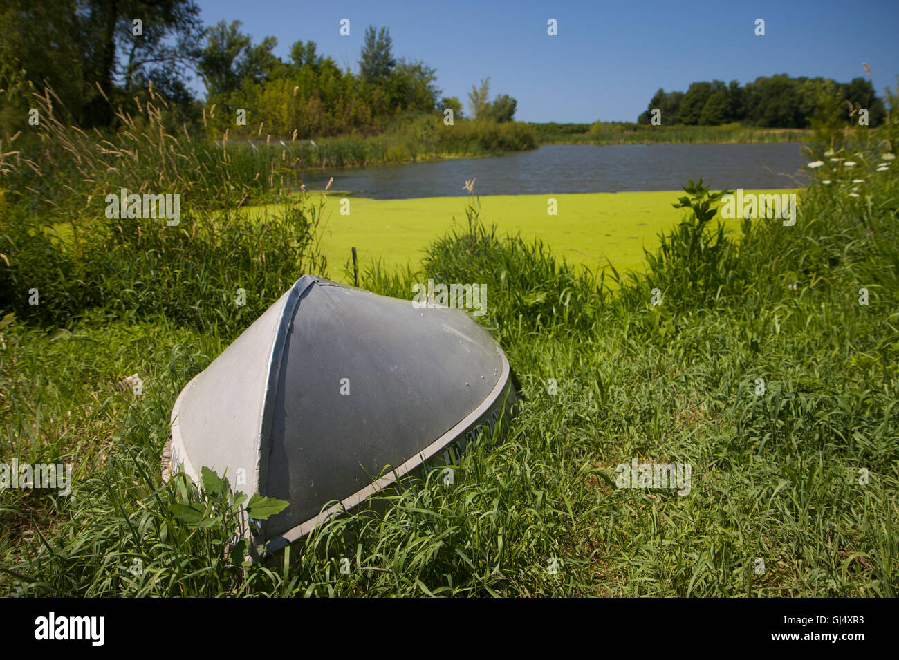 boat and moss pond Stock Photo Alamy