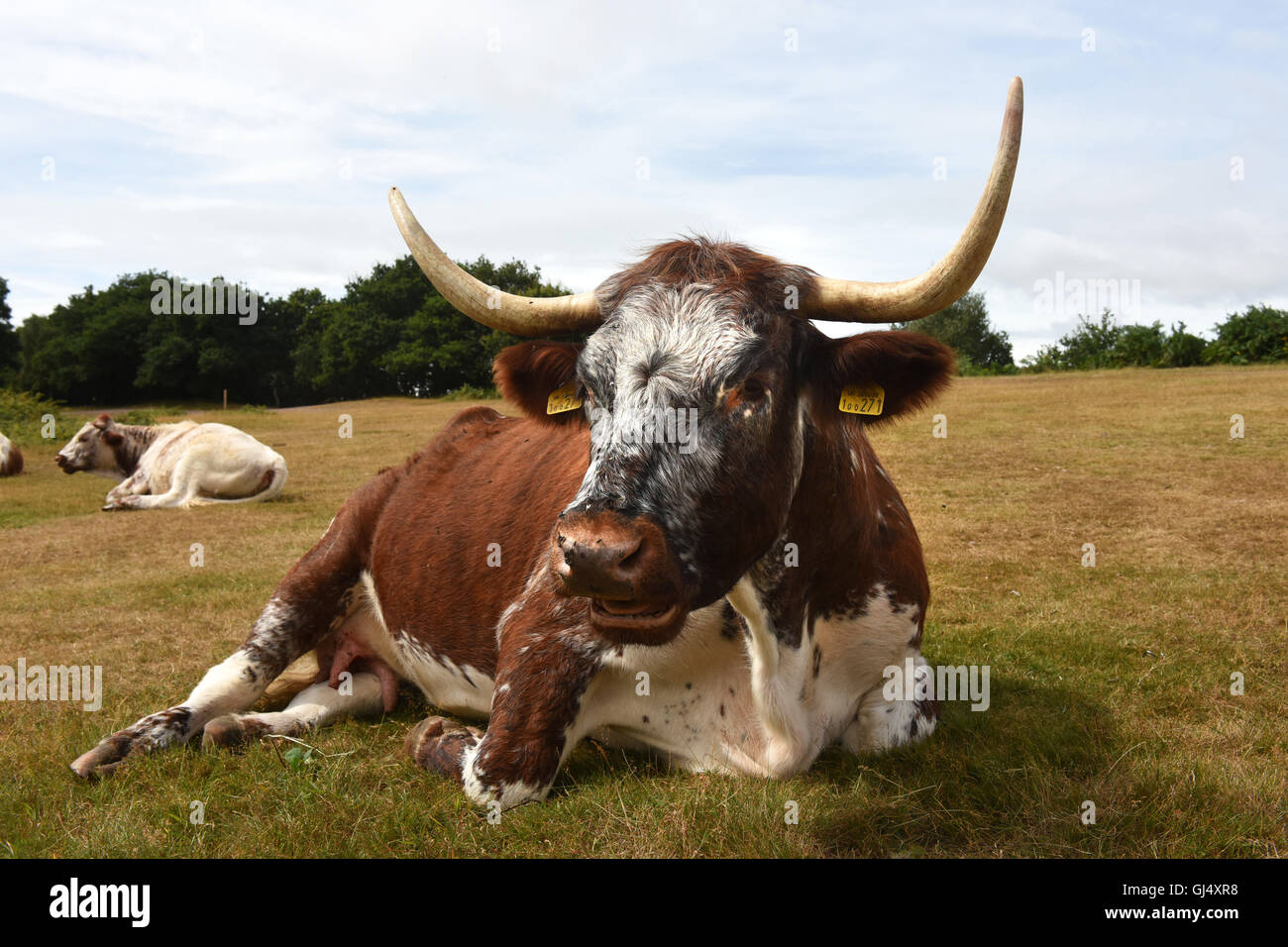 English Longhorn cattle grazing on Kinver Edge heathland in Staffordshire England Stock Photo