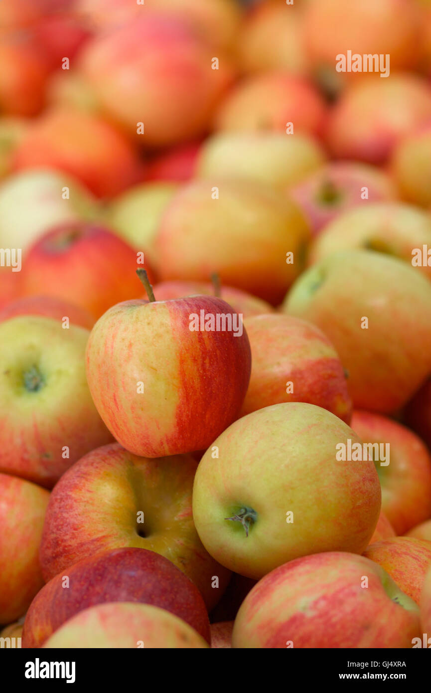 pile of red apples Stock Photo Alamy