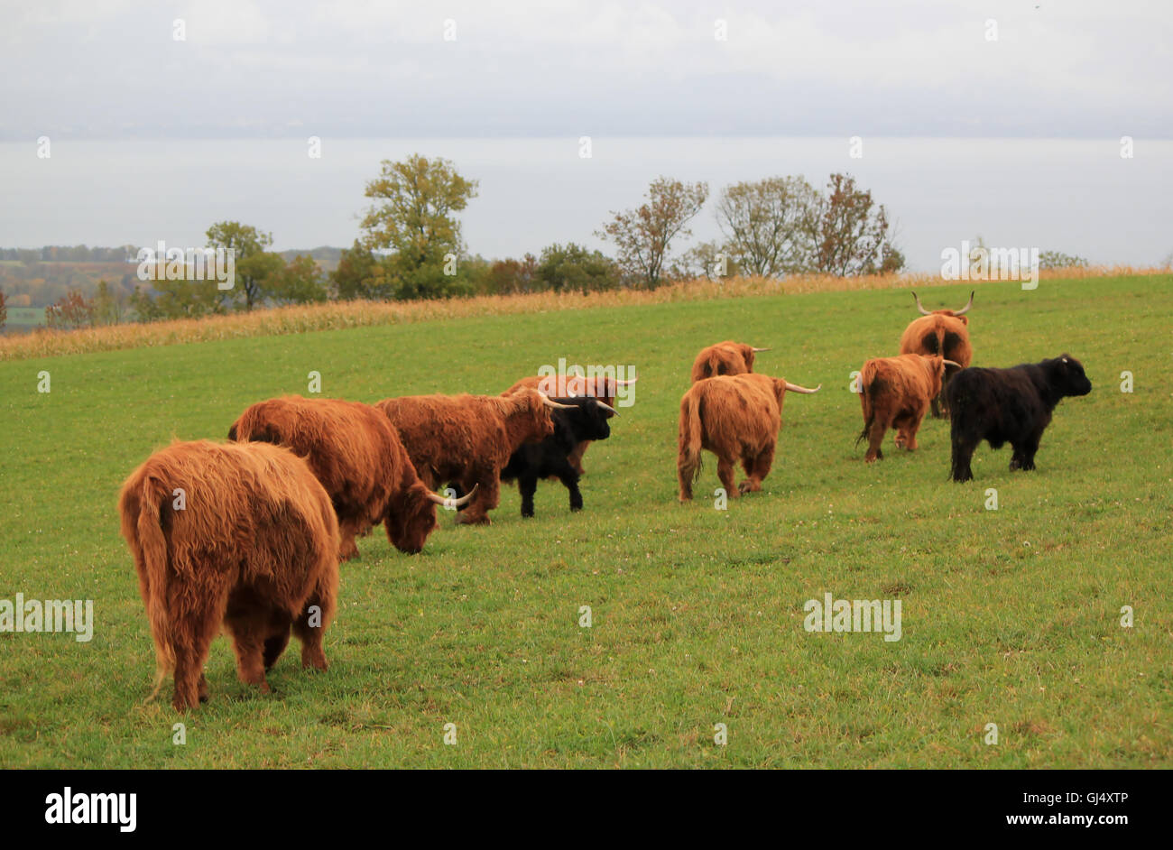 Herd of beautiful highland cows Stock Photo - Alamy