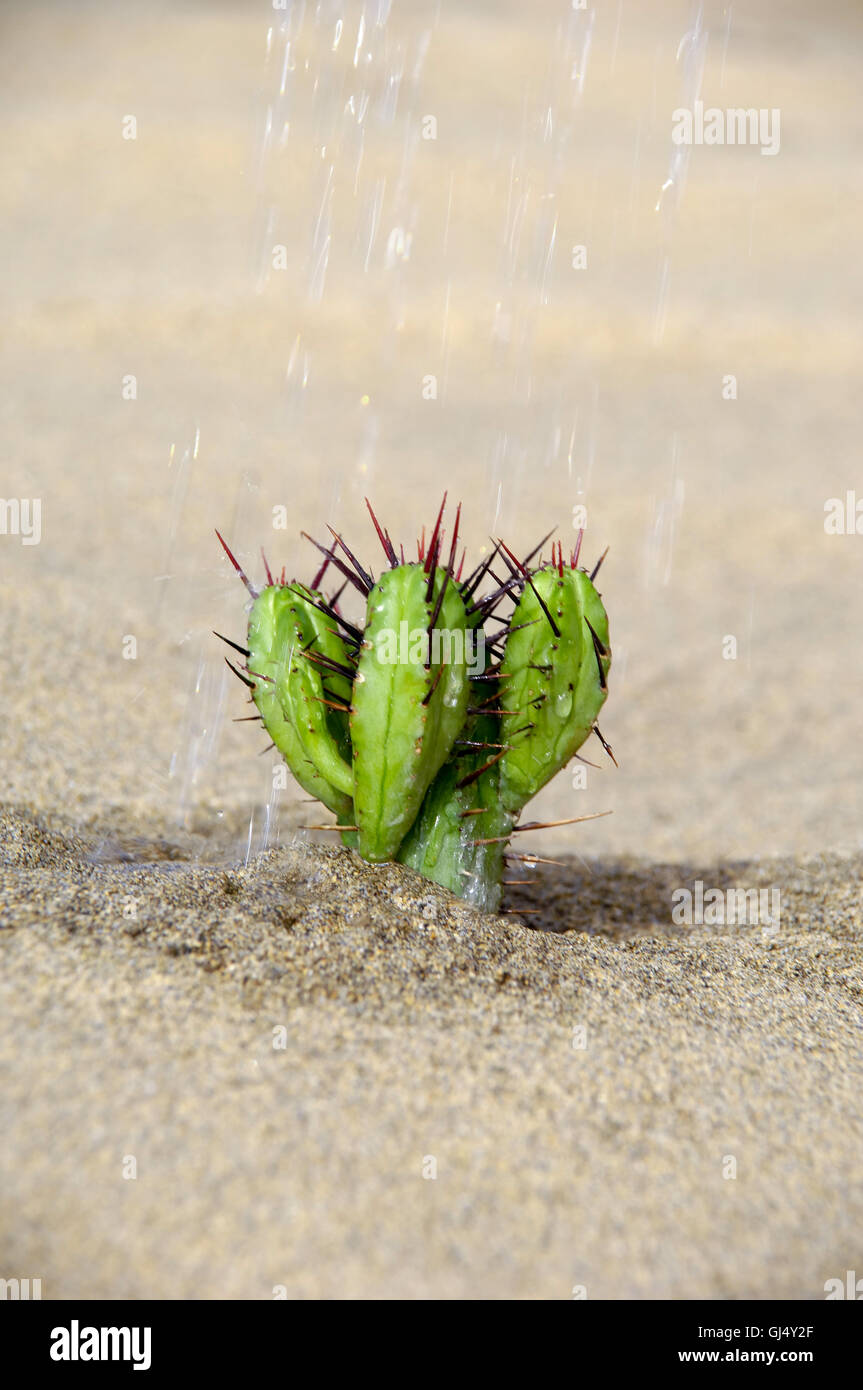 Watering a cactus Stock Photo Alamy