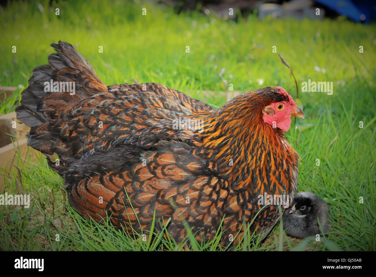 Adoptive Mother Hen Stock Photo