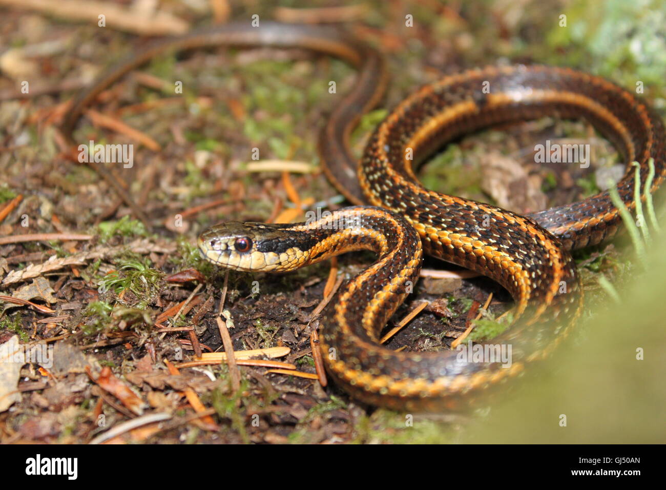 Pacific ground snake hi-res stock photography and images - Alamy