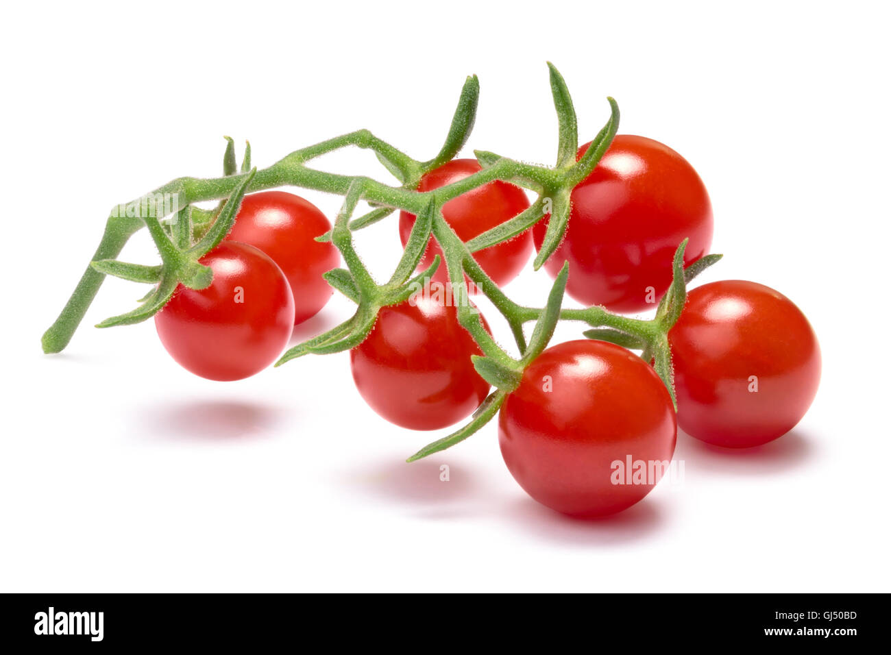 Cluster of tiny tomatoes on vine (Currant Sweet Pea cultivar). Clipping path, shadow separated, infinite depth of field Stock Photo