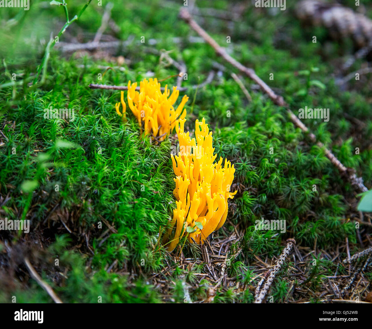 Ramaria botrytis edible mushrooms in the forest moss Stock Photo