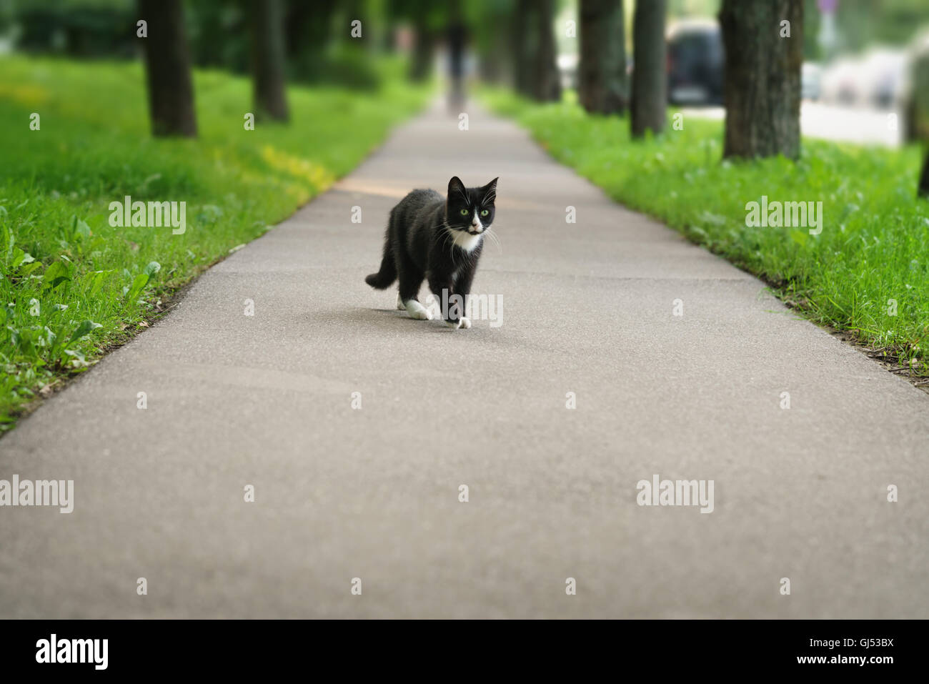 homeless black and white cat on asphalt Stock Photo