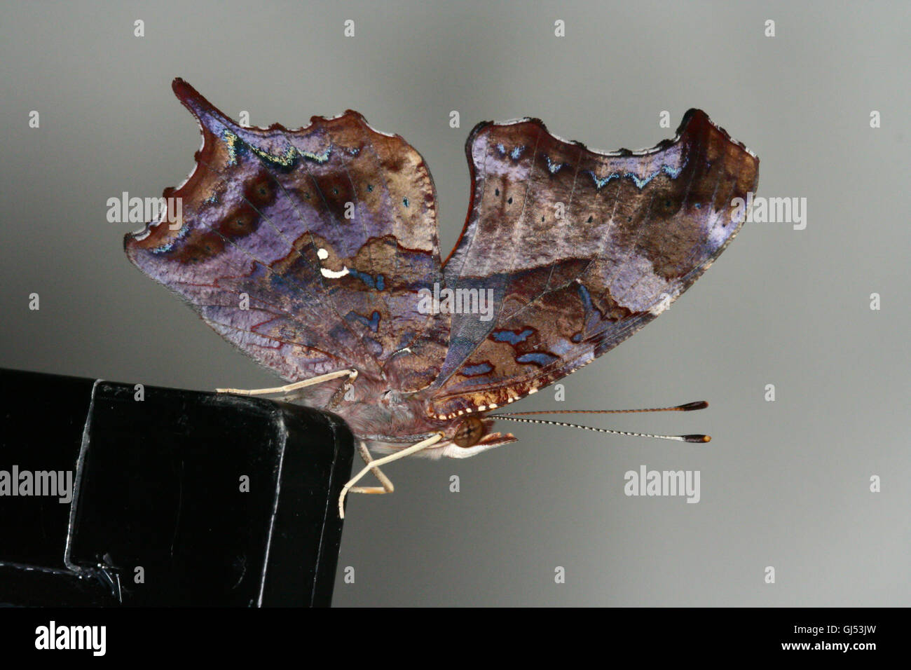 A freshly emerged/eclosed Question Mark butterfly (Polygonia interrogationis) sitting on an aquarium lid, Indiana, United States Stock Photo