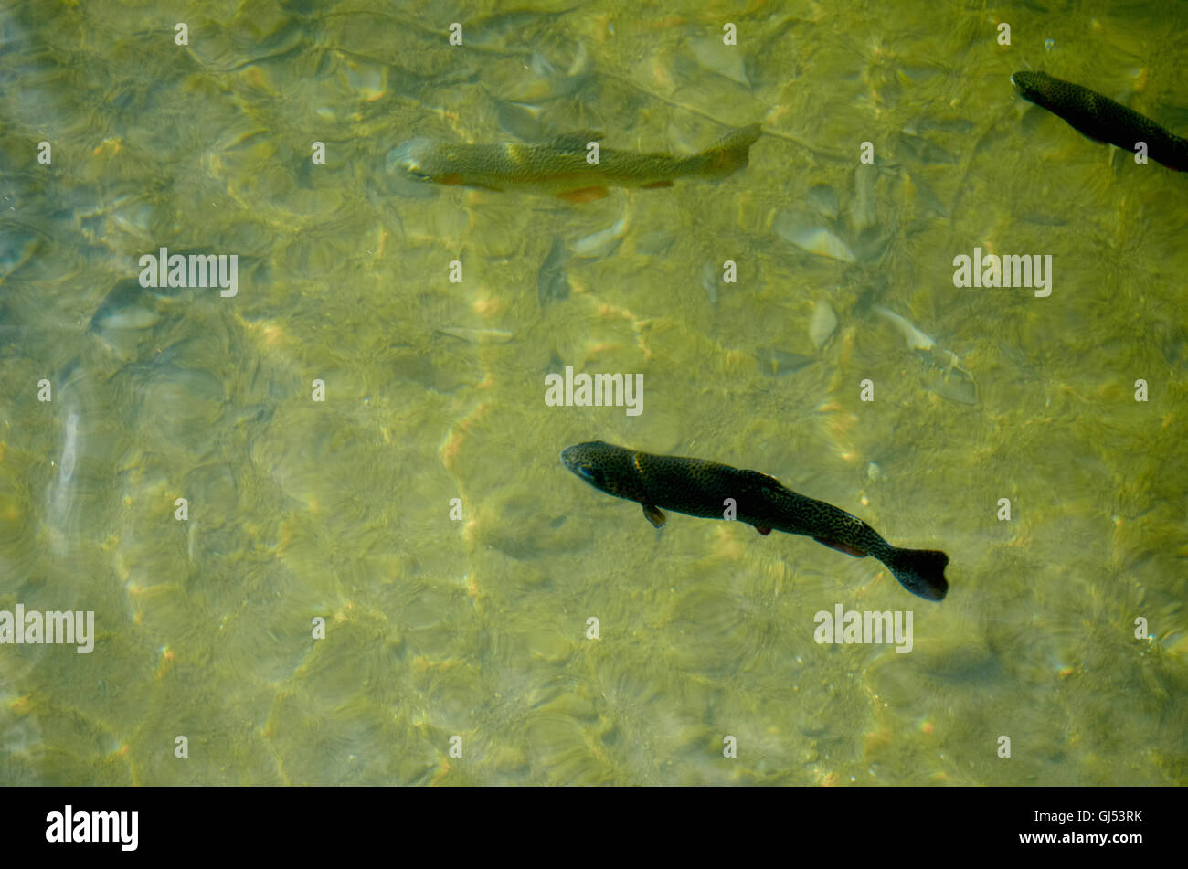 Some trout swimming in the pond of a trout farm in San Carlos de Bariloche, Rio Negro, Argentina