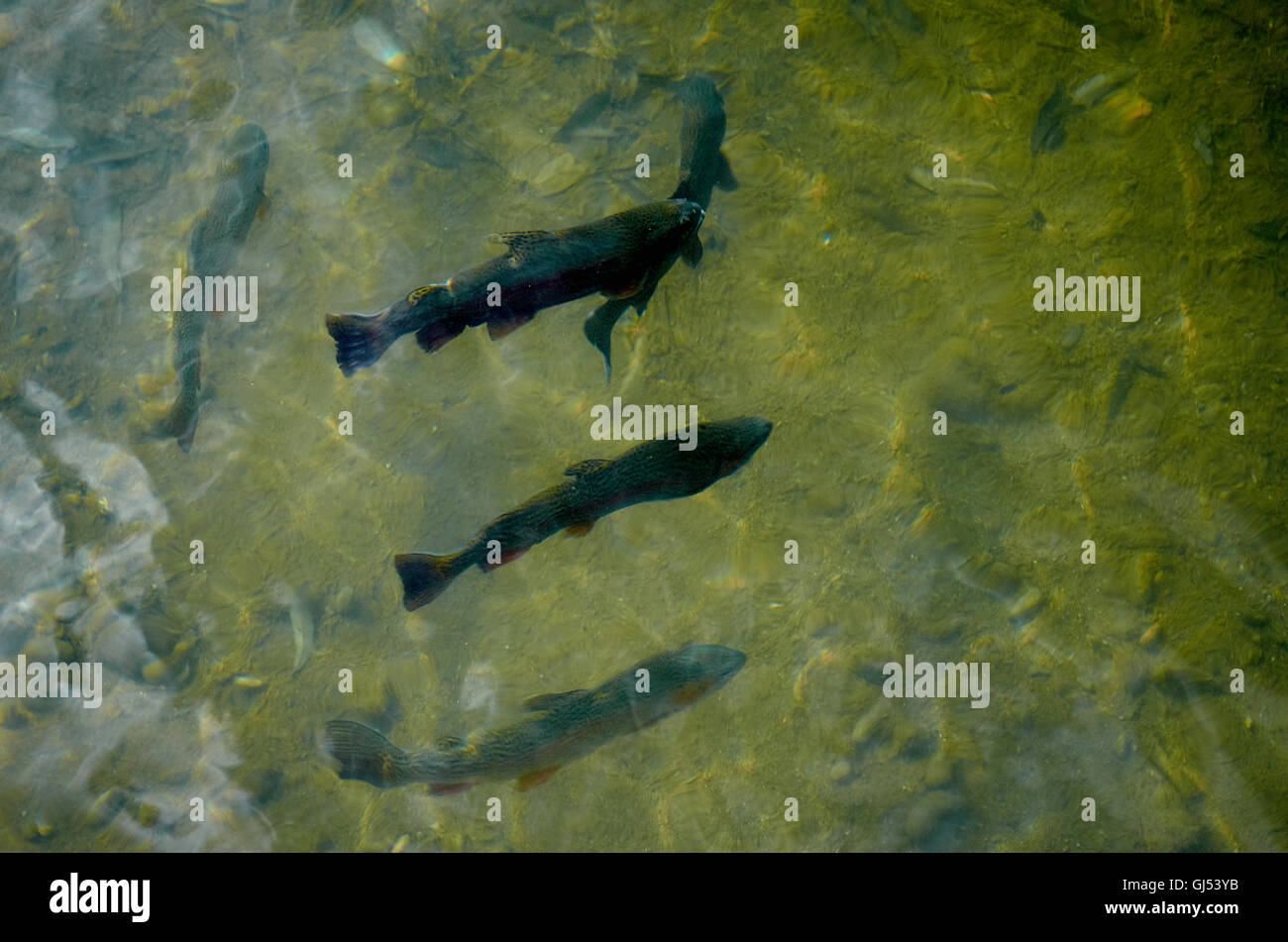Some trout swimming in the pond of a trout farm in San Carlos de Bariloche, Rio Negro, Argentina