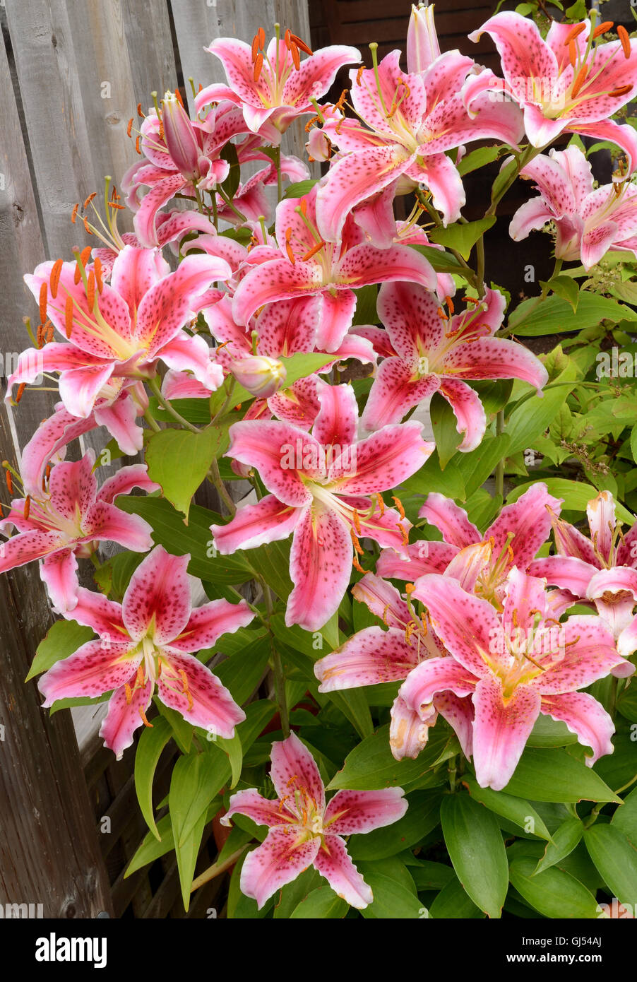 Tiger lily hires stock photography and images Alamy