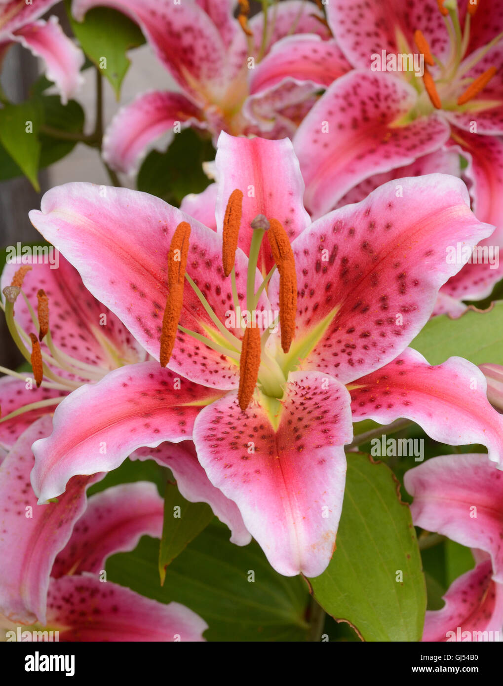 Tiger lily hires stock photography and images Alamy