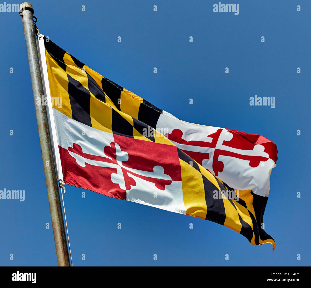 Maryland state flag blowing in the wind on flag pole against blue sky ...