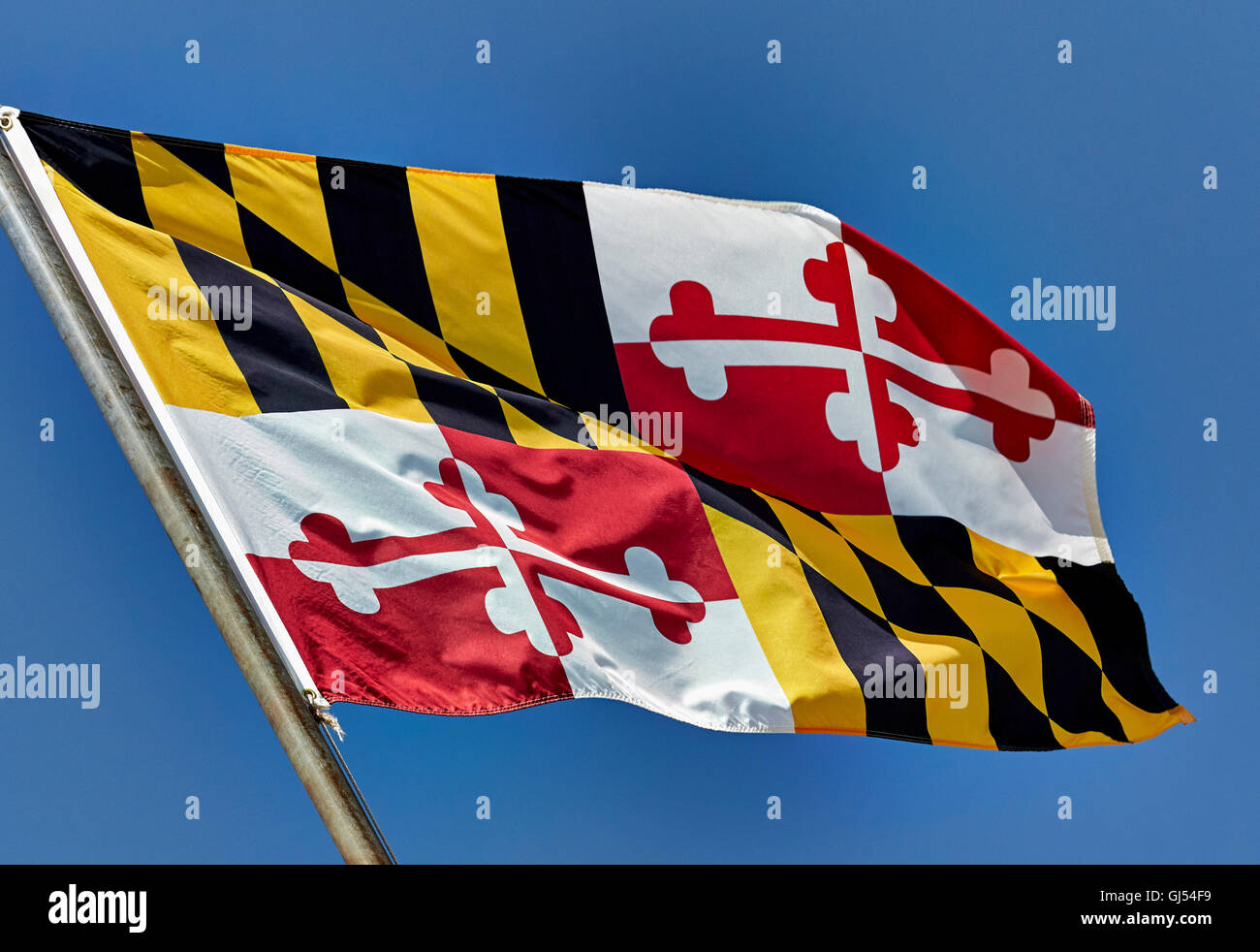 Maryland state flag blowing in the wind on flag pole against blue sky ...