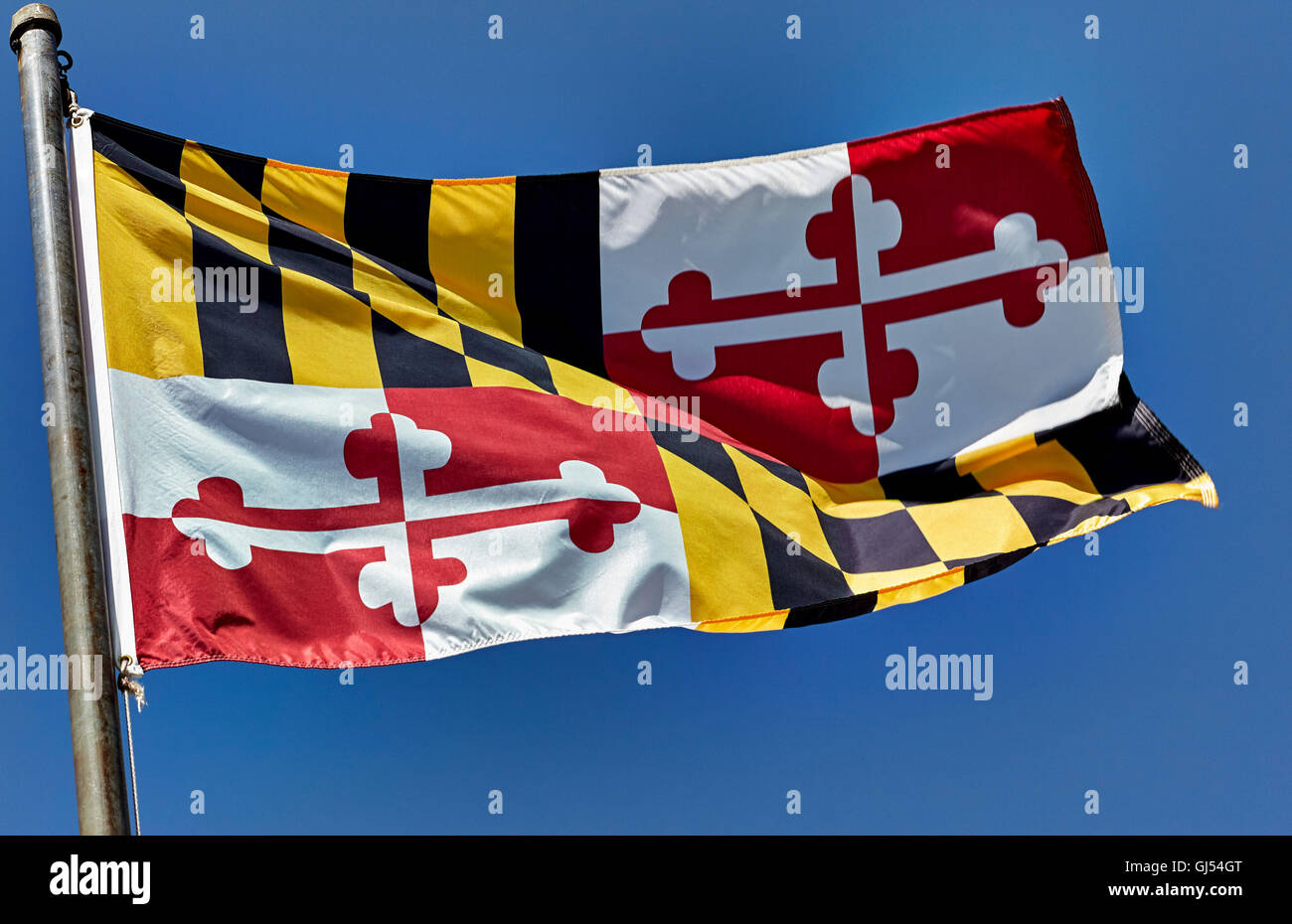 Maryland state flag blowing in the wind on flag pole against blue sky ...