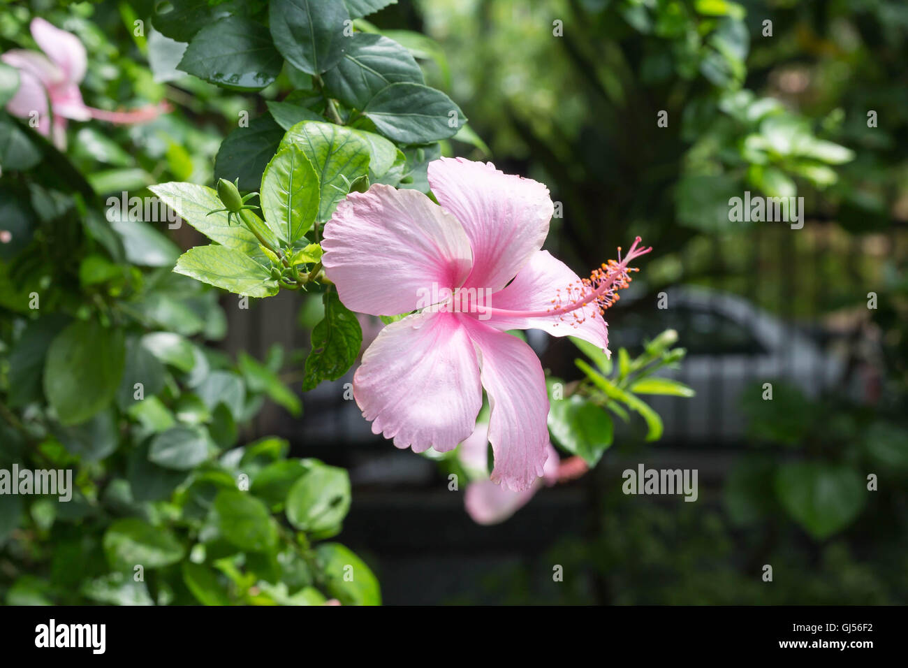 Hibiscus Flower In The Garden Stock Photo - Alamy