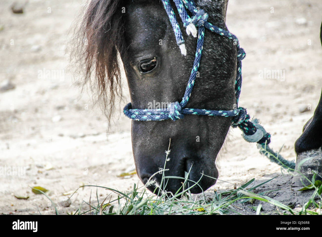 Photograph of a black pony with ropes Stock Photo