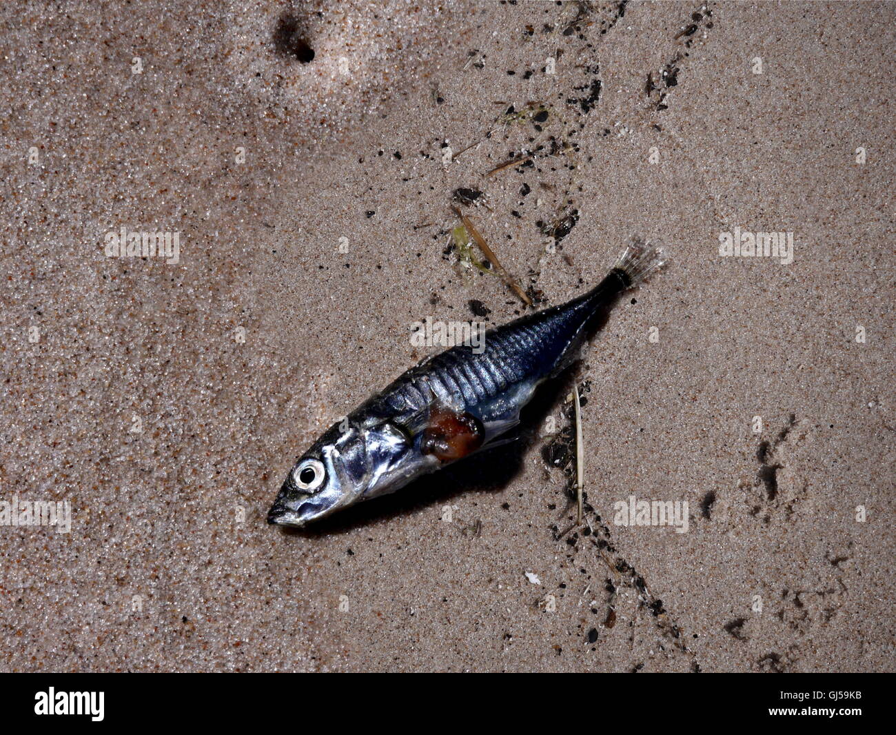 Stock Photos & Stock Images Alamy