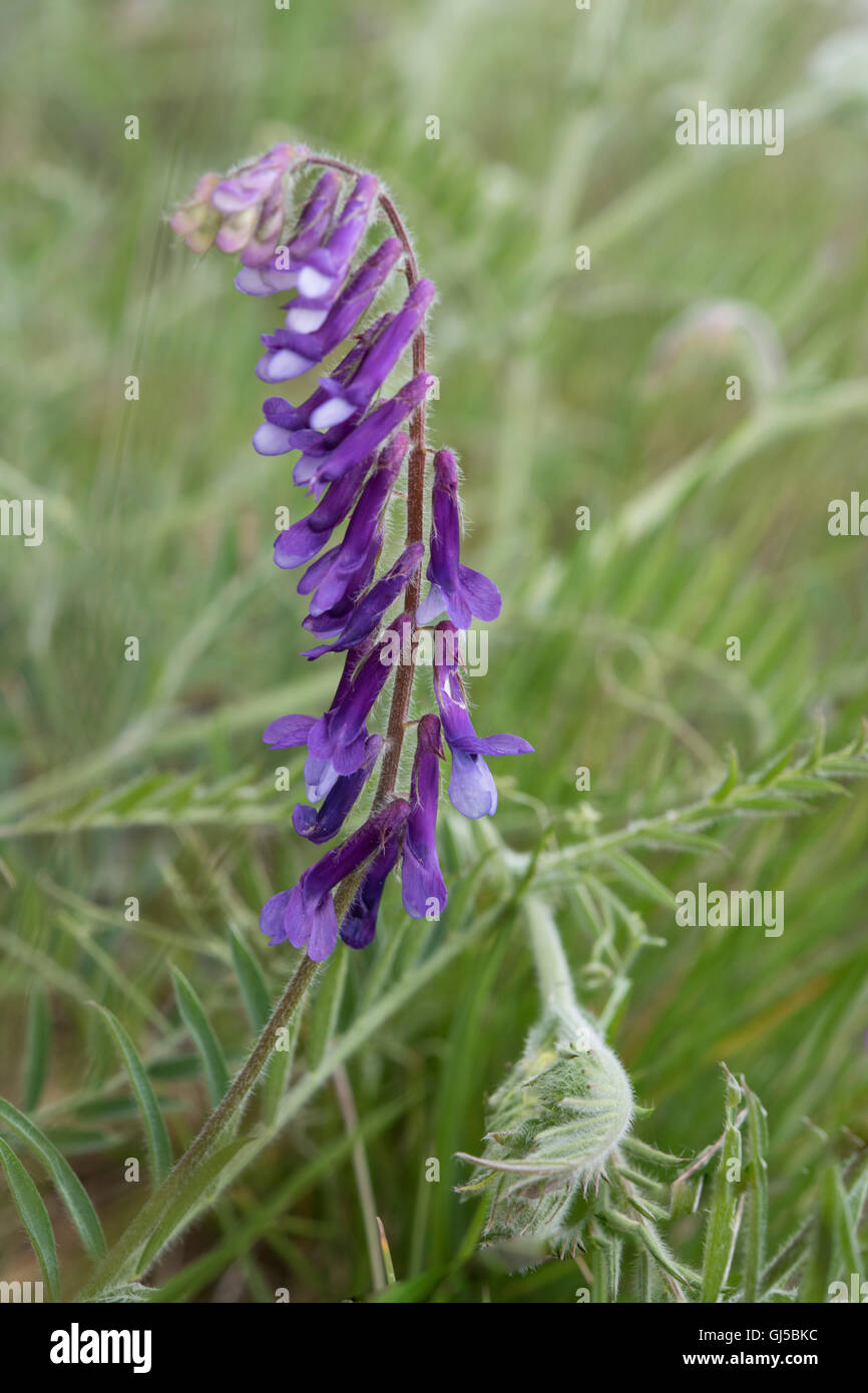 Vicia cracca, Tufted Vetch Stock Photo