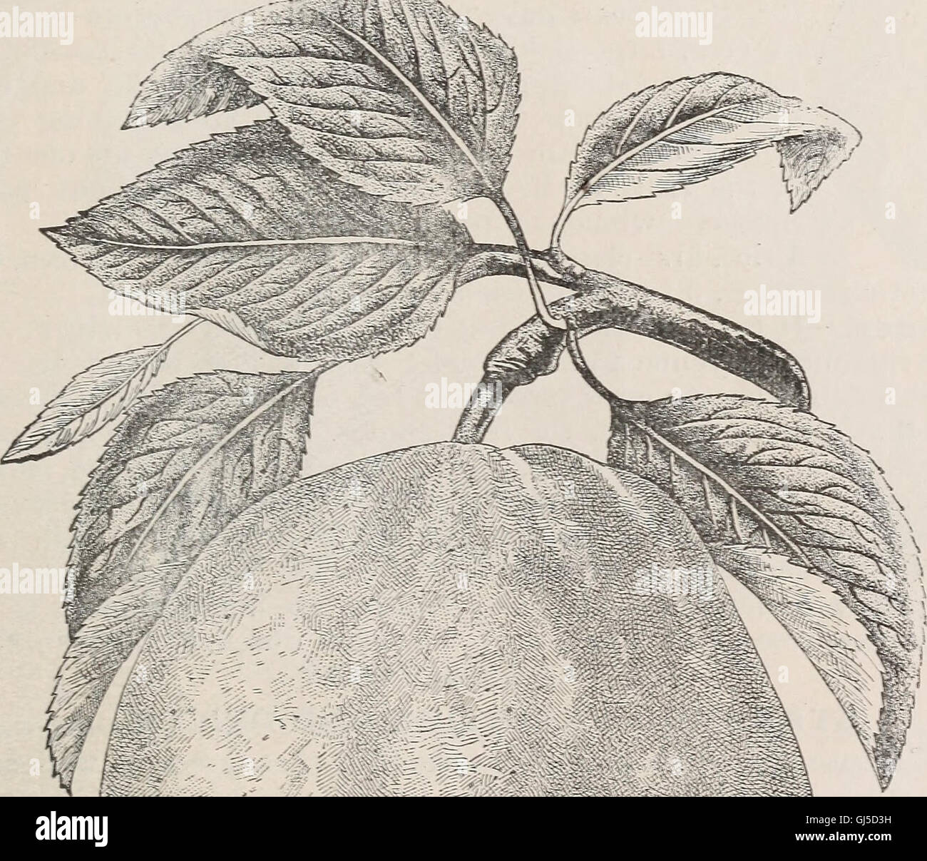 Catalogue of the Orange County Nurseries (1895 Stock Photo Alamy
