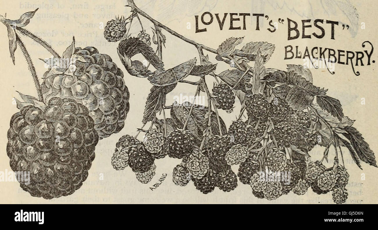 Catalogue of the Orange County Nurseries (1896 Stock Photo Alamy